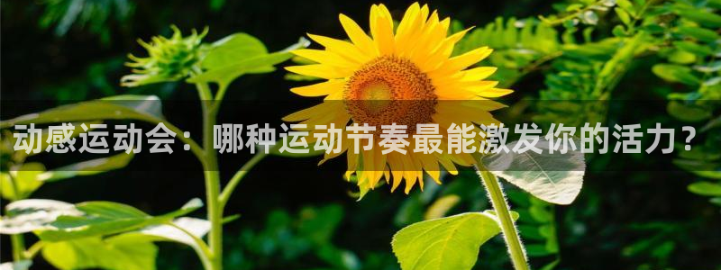 熊猫体育平台官网