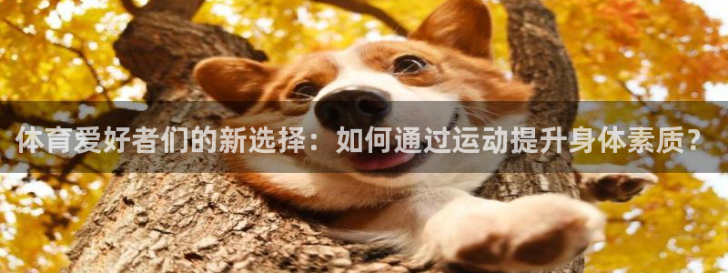 熊猫体育平台官网